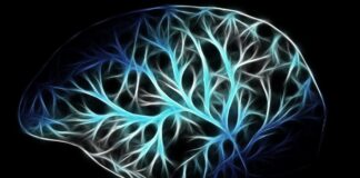 «El Atlas del Cerebro: Descifrando los Secretos de lo que nos Hace Humanos»